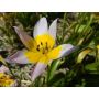 Tulipa saxatalis - 10 bulbes - BIO