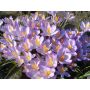 Crocus botanique - Barr's Purple - 25 bulbes - BIO
