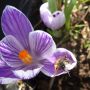 Crocus - King of the Striped - 10 bulbes - BIO