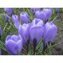 Crocus - Aqua - 10 bulbes - BIO
