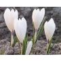 Crocus - Ice Queen - 25 bulbes - BIO