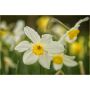 Narcisse Seagull - 10 bulbes