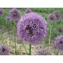 Allium - Gladiator - 3 bulbes - BIO