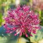Alliium karataviense - Ail ornemental 'Red Giant Star' - 5 bulbes- BIO