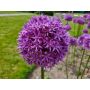 Allium - Violet Beauty - 5 bulbes - BIO