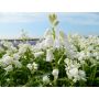 Jacinthe des bois blanche - Hyacinthoides hispanica - 10 bulbes - BIO