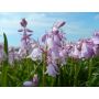 Jacinthe des bois rose - Hyacinthoides hispanica - 10 bulbes - BIO