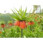 Couronne impériale - Fritillaria imperialis William Rex - 3 bulbes - BIO