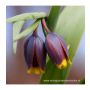 Fritillaria uva-vulpis - Fritillaire - 10 bulbes - BIO