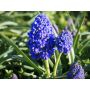 Muscari armeniacum 'Fantasy Creation' - 10 bulbes - BIO