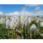 Muscari latifolium 'White Magic' - 10 bulbes - BIO