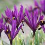 Iris reticulata 'J.S.Dijt' - 10 bulbes - BIO