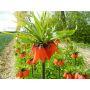 Fritillaria imperialis 'Rubra' - Couronne impériale - 3 bulbes - BIO
