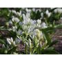 Ornithogalum oligophyllum 'White Trophy' - Ornithogale - 10 bulbes - BIO