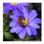 Anemone blanda - Blue shades - 10 bulbes - BIO