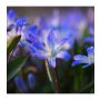 Chionodoxa forbesii 'Blue Giant' - Gloire des Neiges Bleue - 10 bulbes - BIO