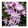 Chionodoxa forbesii 'Pink Giant' - Gloire des Neiges rose - 10 bulbes - BIO