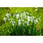 Perce-neige - Galanthus elwesii 'Polar Bear' - 5 bulbes - BIO