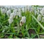 Muscari botryoides - 'Casablanca' - 10 bulbes - BIO