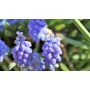 Muscari armeniacum 'Early Bird' - 10 bulbes - BIO