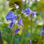 Scilla nutans - Hyacinthoides non-scripta – Jacinthe des bois bleue - 5 bulbes  - BIO