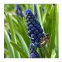 Muscari - Jacinthe bleue 'Joyce Spirit' - 10 bulbes - BIO