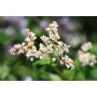 Sarrasin de Tartarie - Fagopyrum tataricum - 20kg - BIO