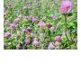 Trèfle rouge – Trifolium pratense - Taifun - 25kg - BIO