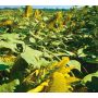 Tournesol - Helianthus annuus - Peredovick - 20kg - BIO