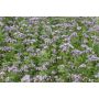 Phacélie – Phacelia tanacetifolia - Balo - 10kg – BIO