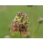 Sanguisorba minor - Petite pimprenelle - 1kg - BIO