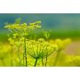 Foeniculum vulgare - Fenouil - 1kg - BIO