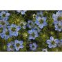 Nigella sativa - Nigelle cultivée - 1 kg - BIO