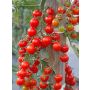 Tomate cerise - Sweet Million - BIO