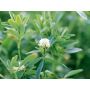 Trèfle d'Alexandrie - Axi - 25 kg - BIO