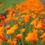 Eschscholzia californica - Pavot de Californie - Orange - BIO