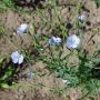 Linum usitatissimum, Lin bleu