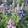 Lupinus nanus - Lupin nain - BIO