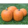 Courge - Jack'o lantern - BIODYNAMIQUE
