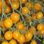 Tomate cerise- Yellow Clementine - BIO
