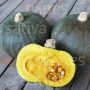Courge - Green Hokkaido - BIODYNAMIQUE