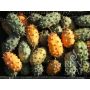 Concombre cornu - Kiwano - BIO