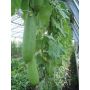 Concombre - Luffa - BIO