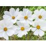 Cosmos bipinnatus - Cosmos blanc - BIO
