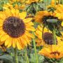 Helianthus annuus - Tournesol - Hella/Pradomio - BIO