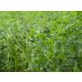 Luzerne-trèfle des prés-pelouse, engrais vert 25g - BIO