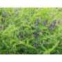 Vicia d'hiver (Vesce velue) - Vicia villosa - Ostsaat Dr. Baumanns - 1kg - BIO
