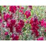 Antirrhinum majus - Mufflier 'Black Prince' - BIODYNAMIQUE