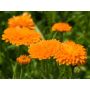 Calendula officinalis - Souci orange double - BIODYNAMIQUE