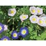 Concolvulus tricolor - Liseron/Belle de jour - BIODYNAMIQUE